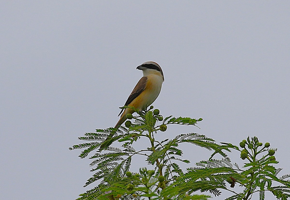 Brown Shrike (Japanese) - ML644074737