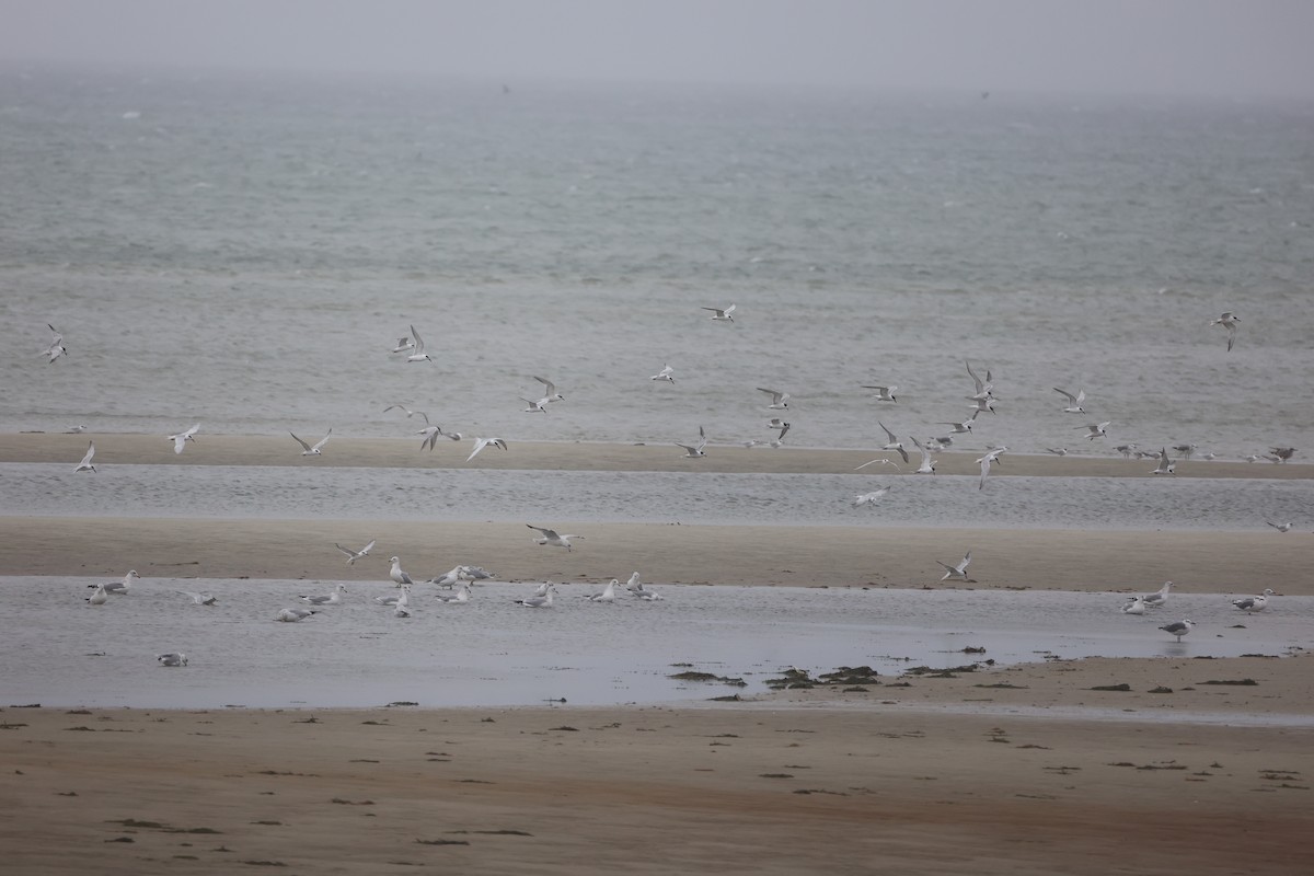 Forster's Tern - ML644074744