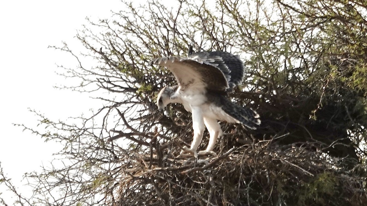 Martial Eagle - ML644074745