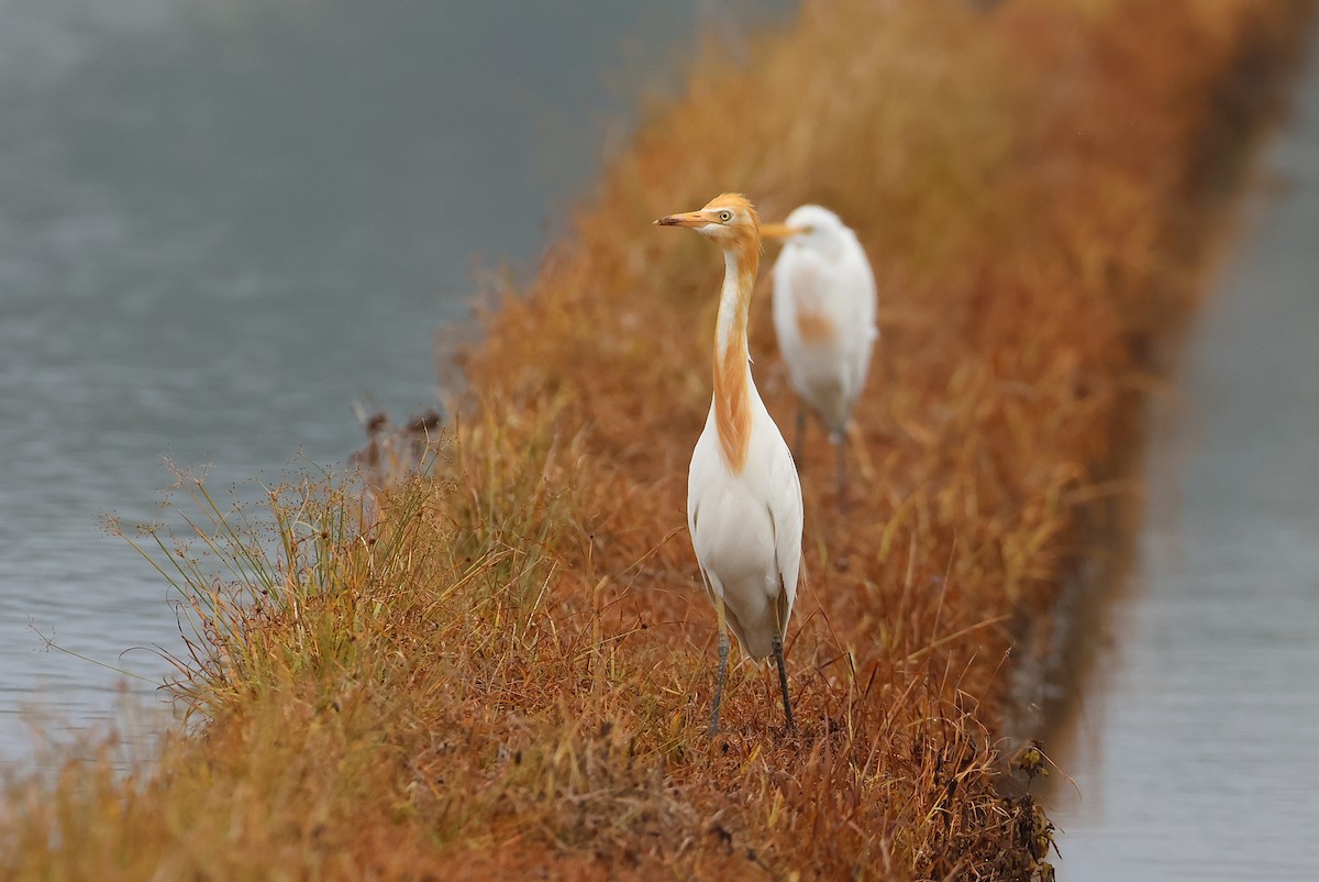 volavka dobytčí - ML644074749