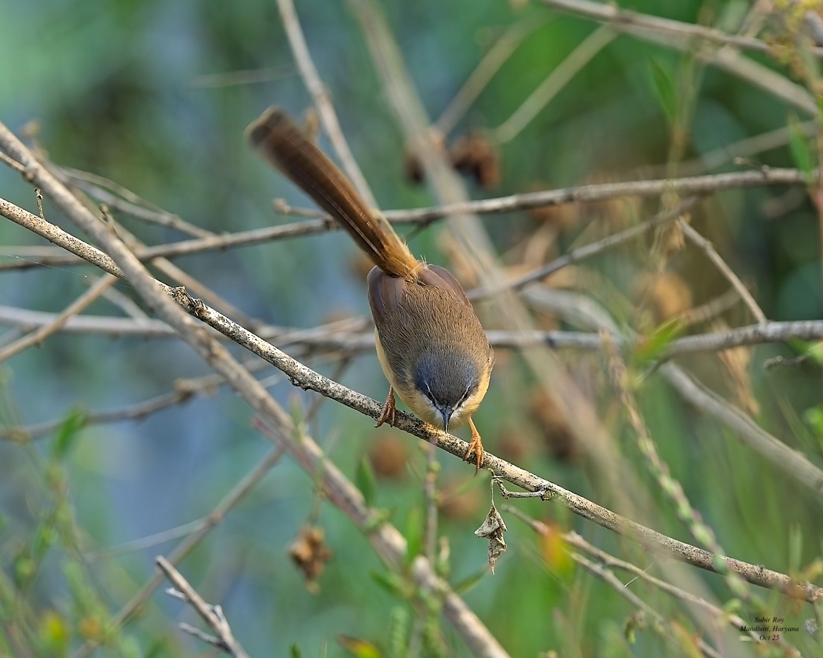 Ashy Prinia - ML644074755