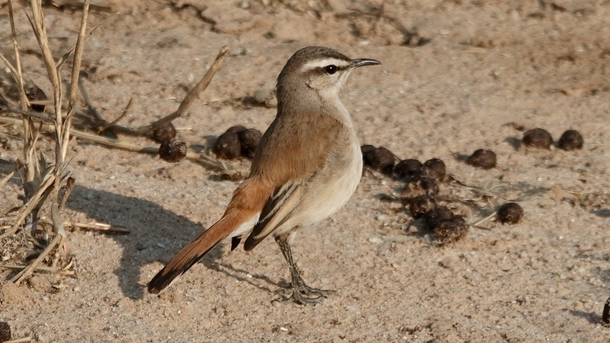 Kalahari Scrub-Robin - ML644074760
