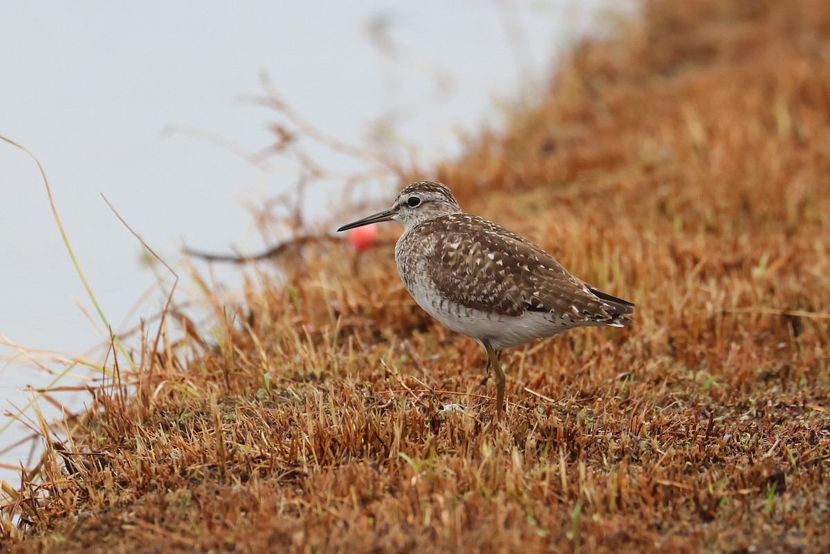 vodouš bahenní - ML644074764