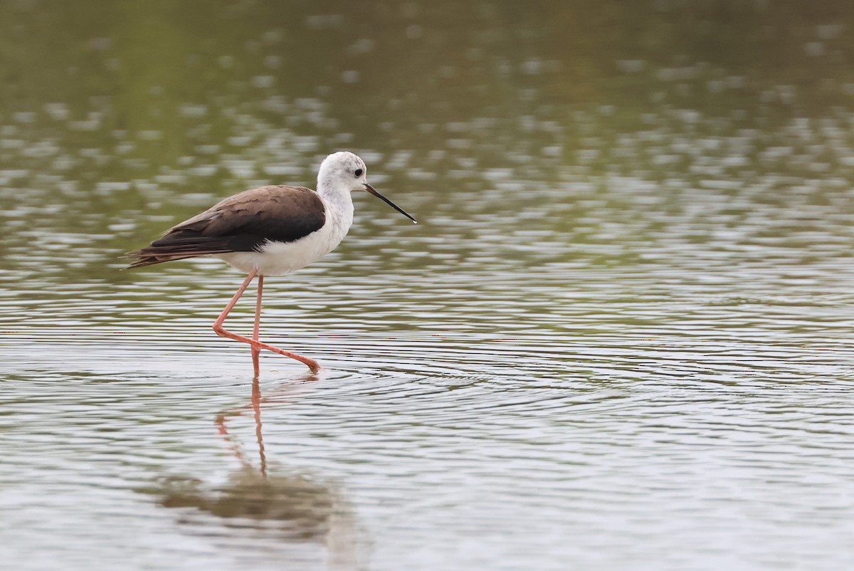 pisila čáponohá - ML644074767