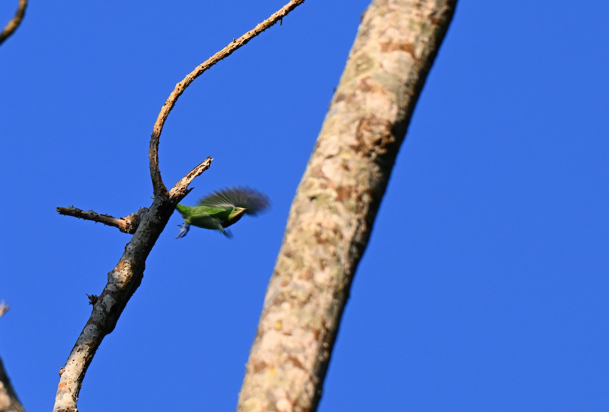 Golden-fronted Leafbird - ML644074771