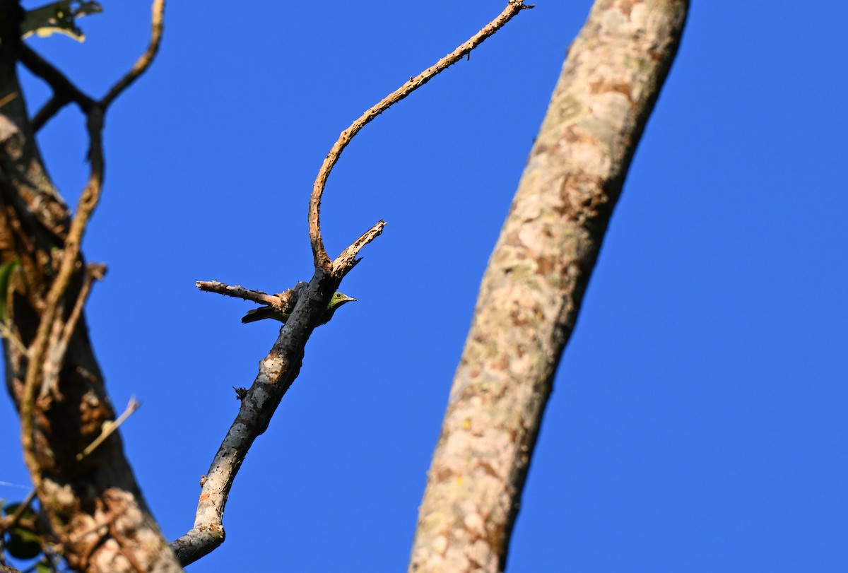 Golden-fronted Leafbird - ML644074772