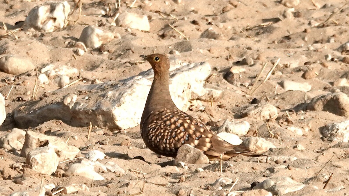Namaqua Sandgrouse - ML644074779