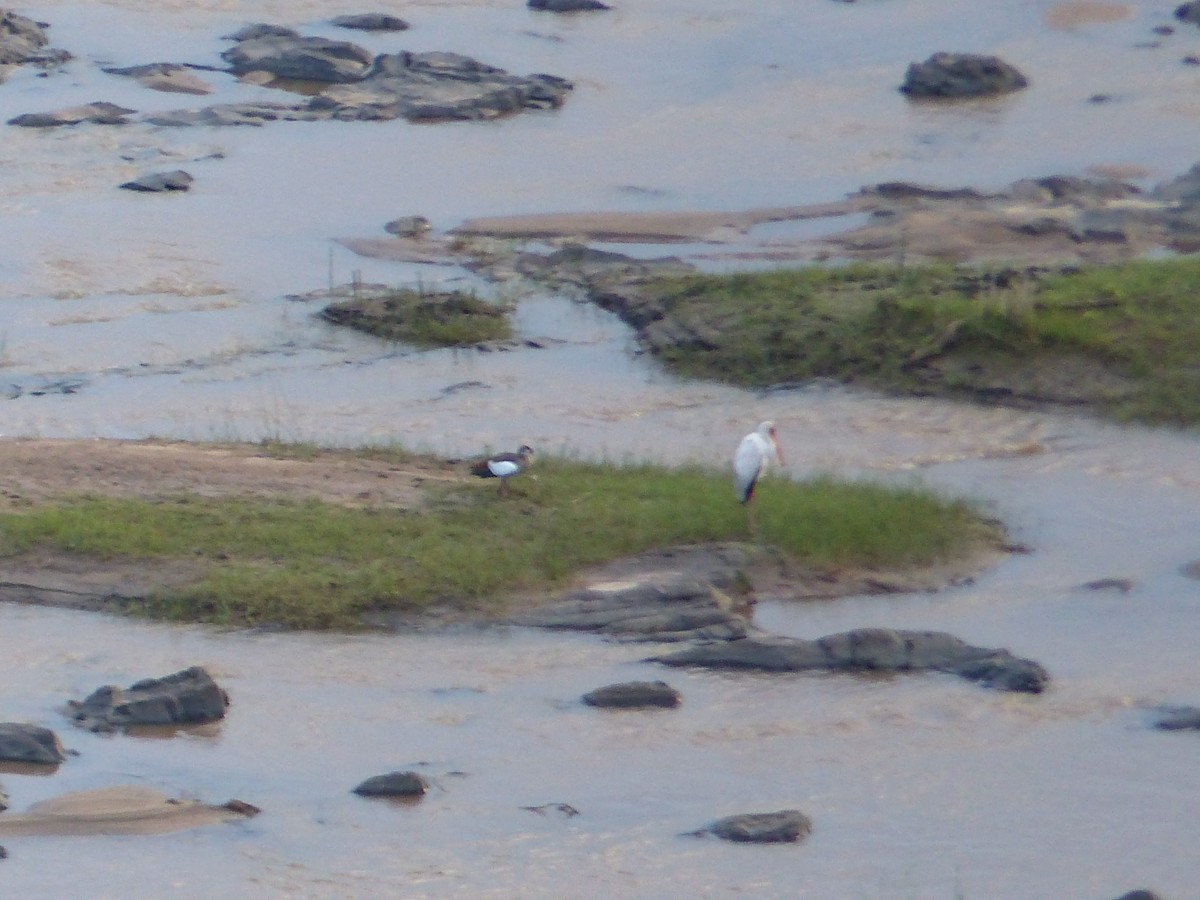 gulnebbstork - ML644074786
