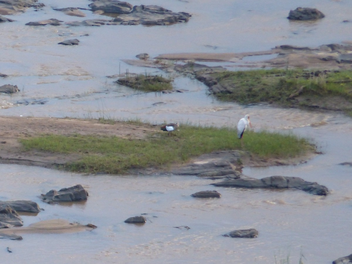gulnebbstork - ML644074787