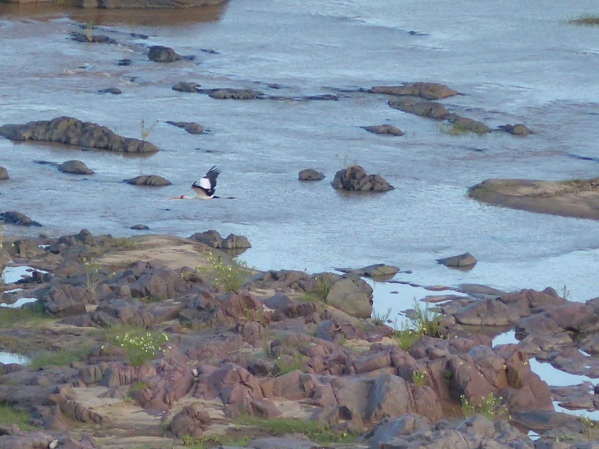 gulnebbstork - ML644074788