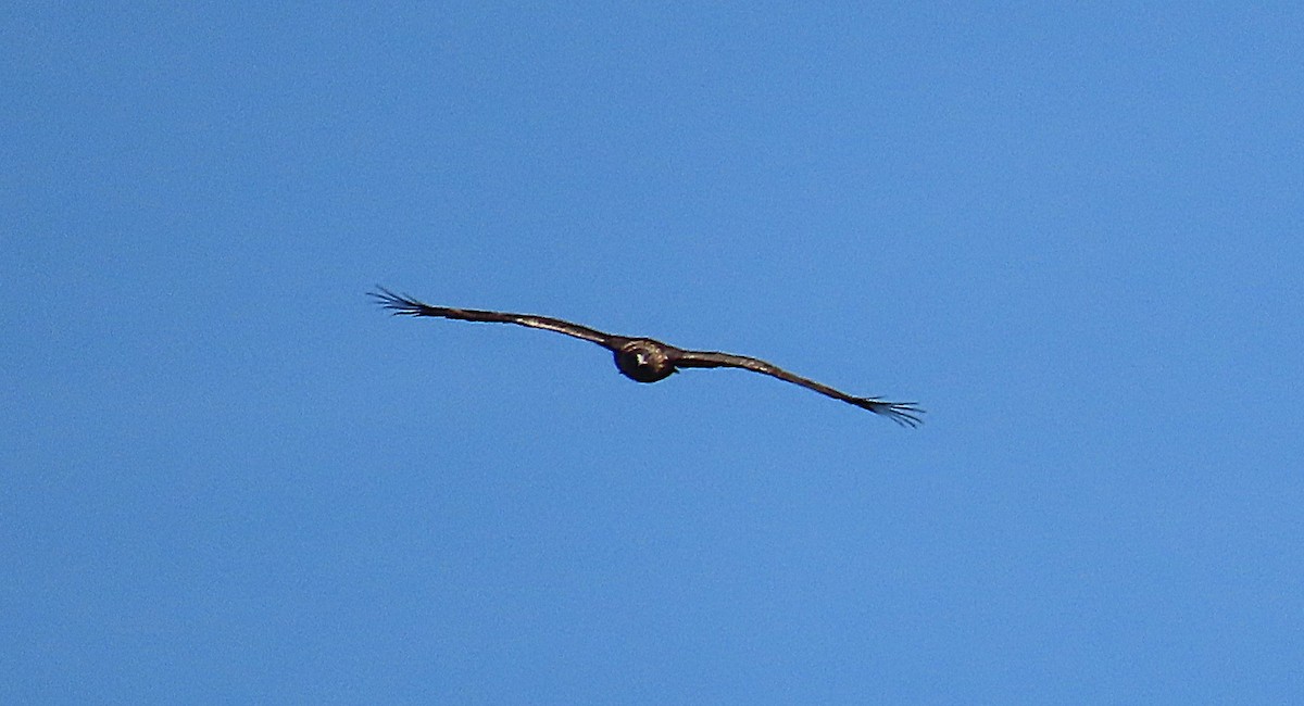 kongeørn - ML644074802