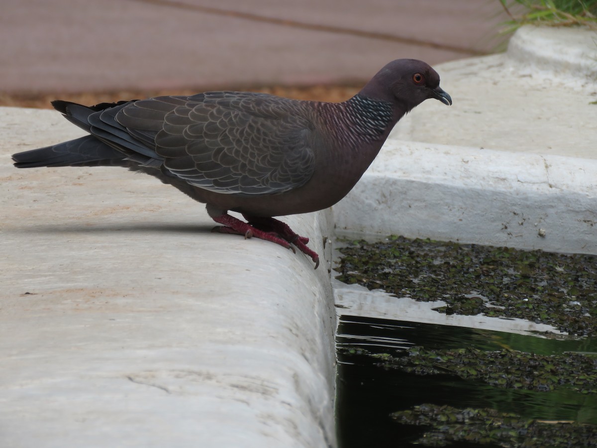 アカメバト - ML644074816