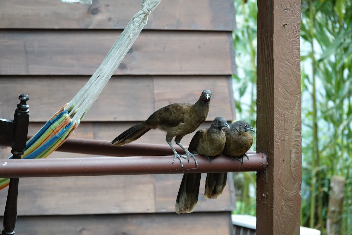 Gray-headed Chachalaca - ML644074820