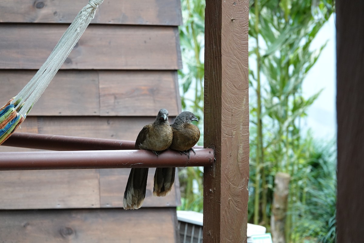 Gray-headed Chachalaca - ML644074821
