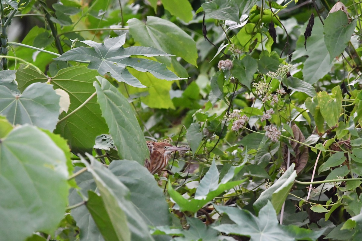 Yellow Bittern - ML644074829