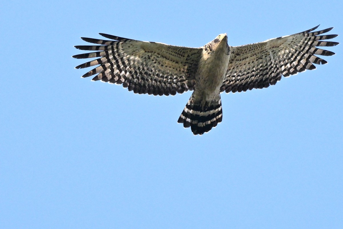 Crested Serpent-Eagle - ML644074830