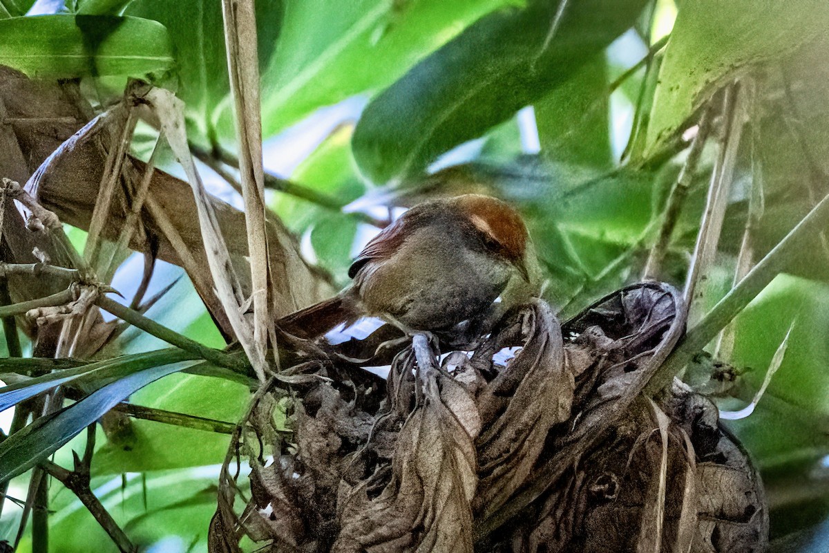 Rufous-capped Spinetail - ML644074832