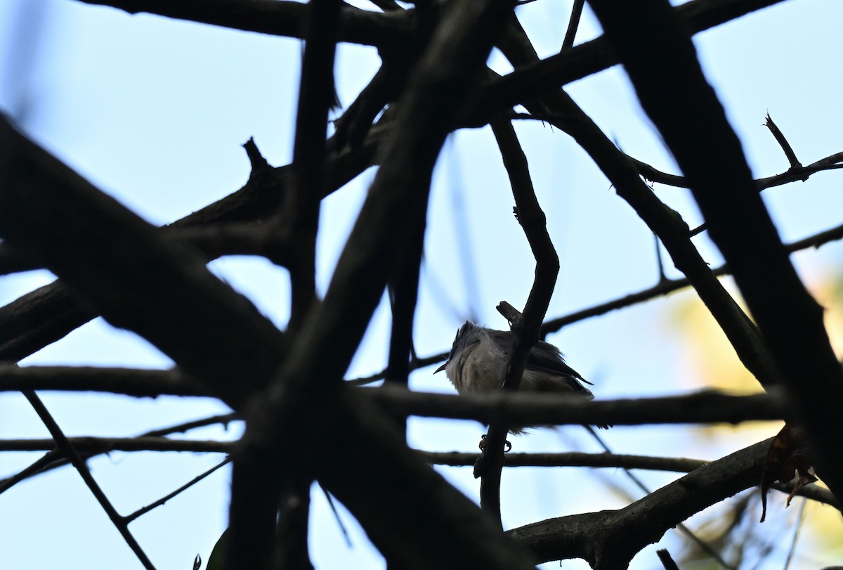 Black-chinned Yuhina - ML644074842