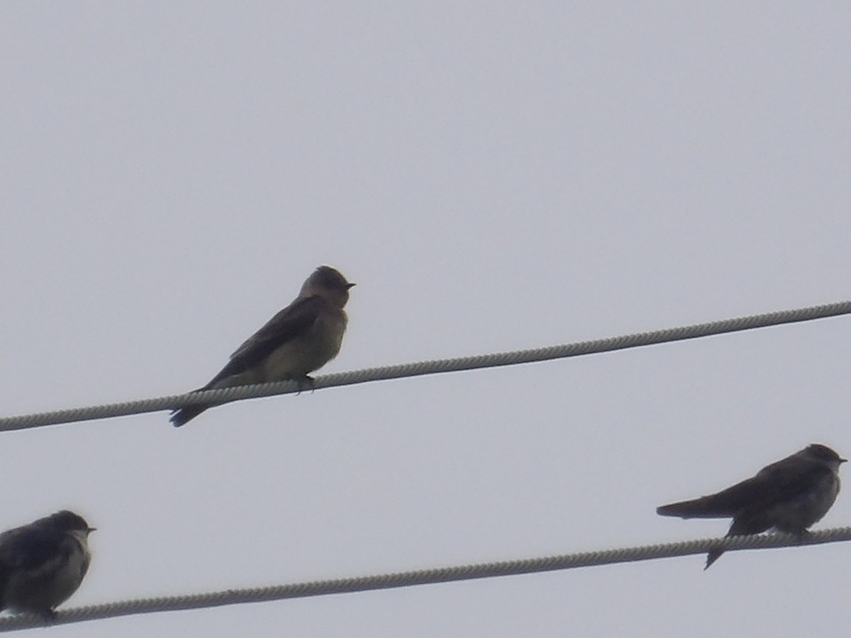 Blue-and-white Swallow (cyanoleuca) - ML644074843