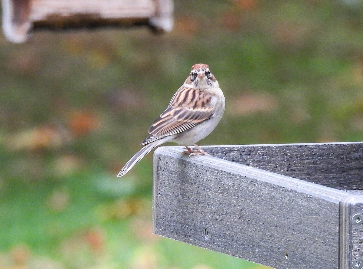 Chipping Sparrow - ML644074845