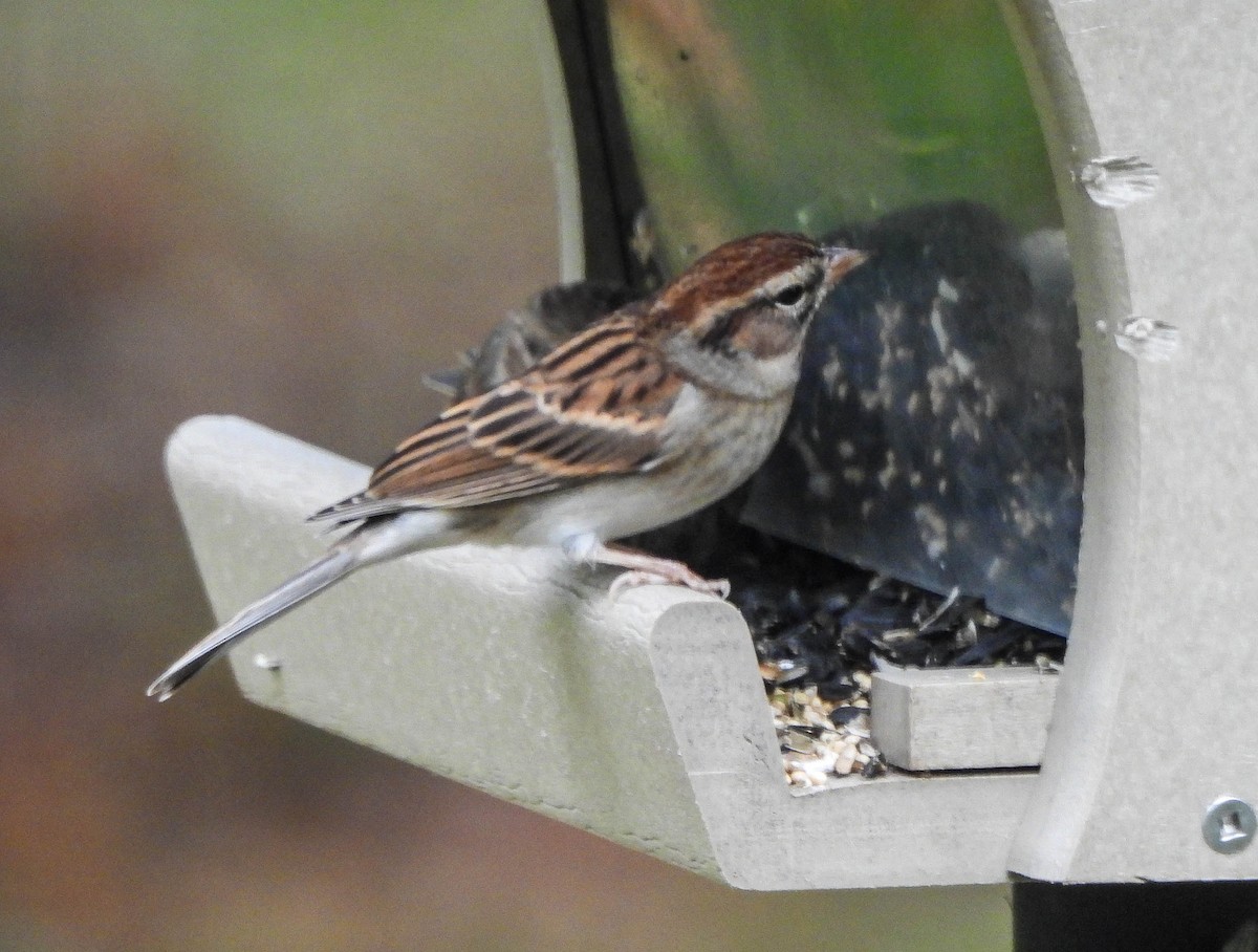 Chipping Sparrow - ML644074846