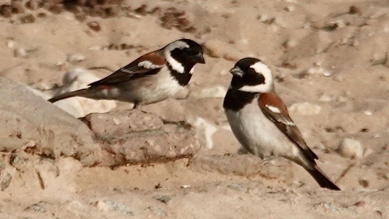 Cape Sparrow - ML644074849