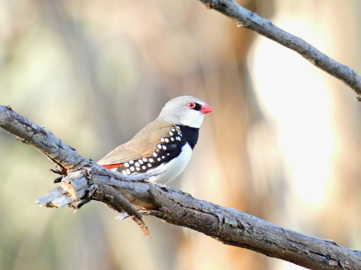 Diamond Firetail - ML644074850