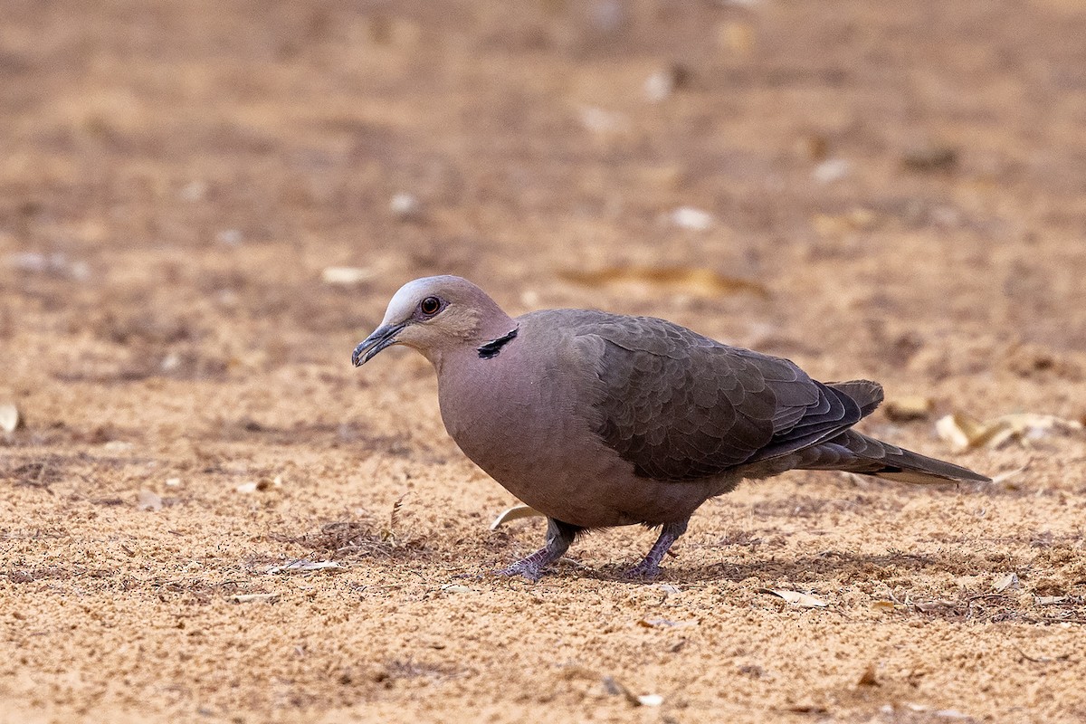 Red-eyed Dove - ML644074852