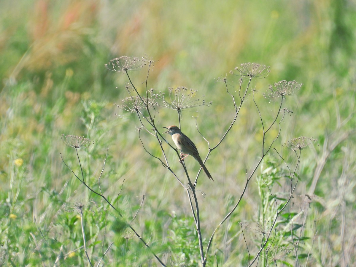 Tawny Grassbird - ML644074857
