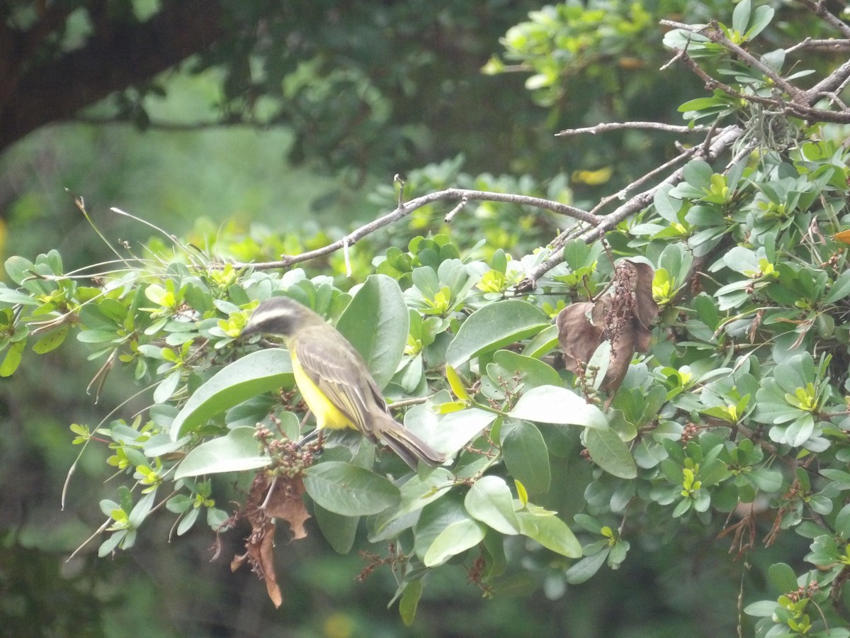 Social Flycatcher (Social) - ML644074859