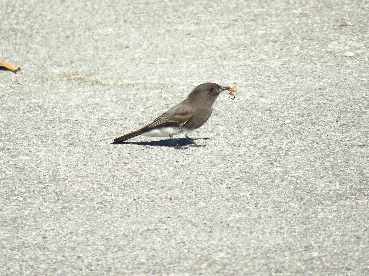 svartfibi (nigricans gr.) - ML644074860