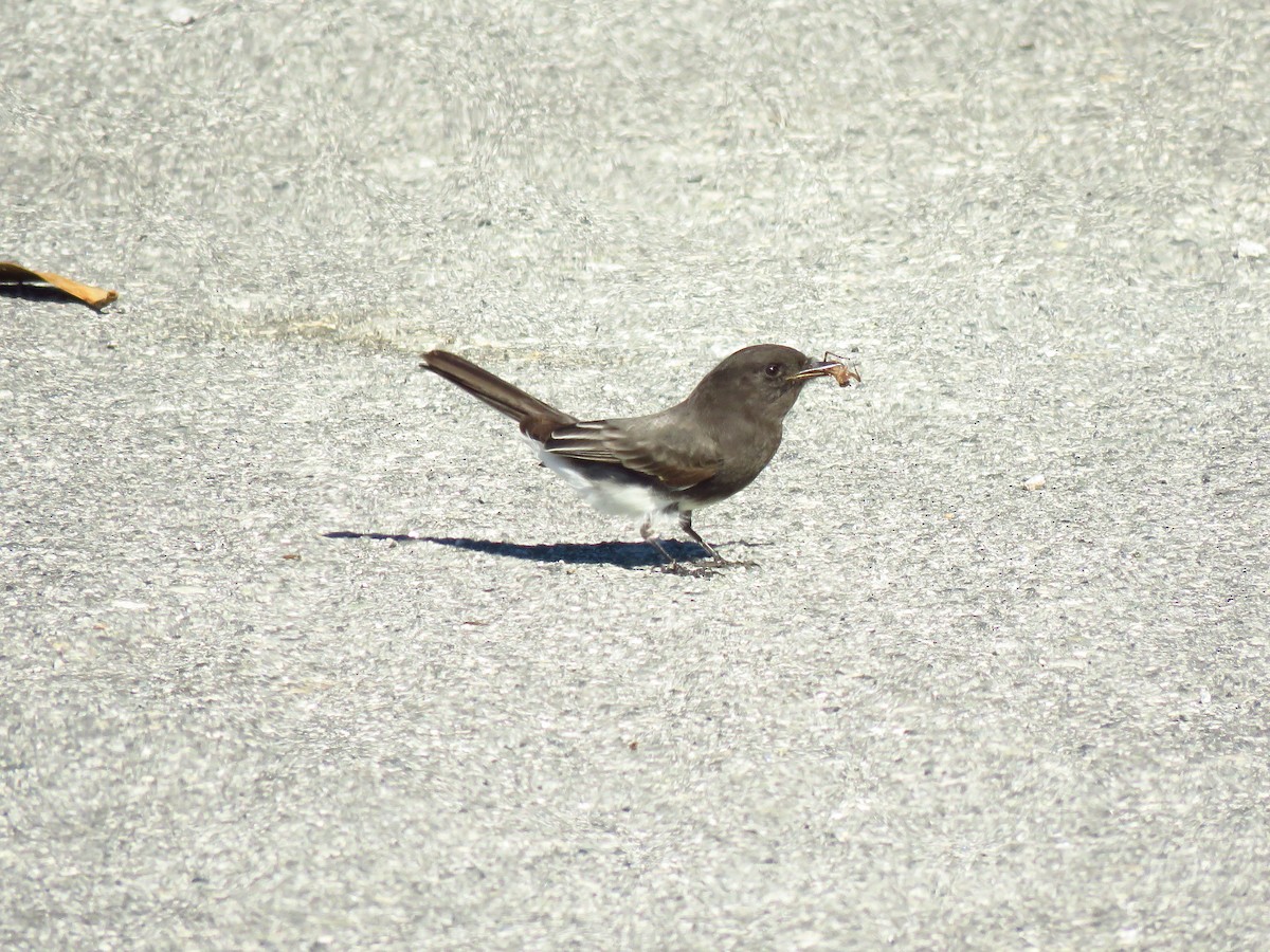 svartfibi (nigricans gr.) - ML644074861