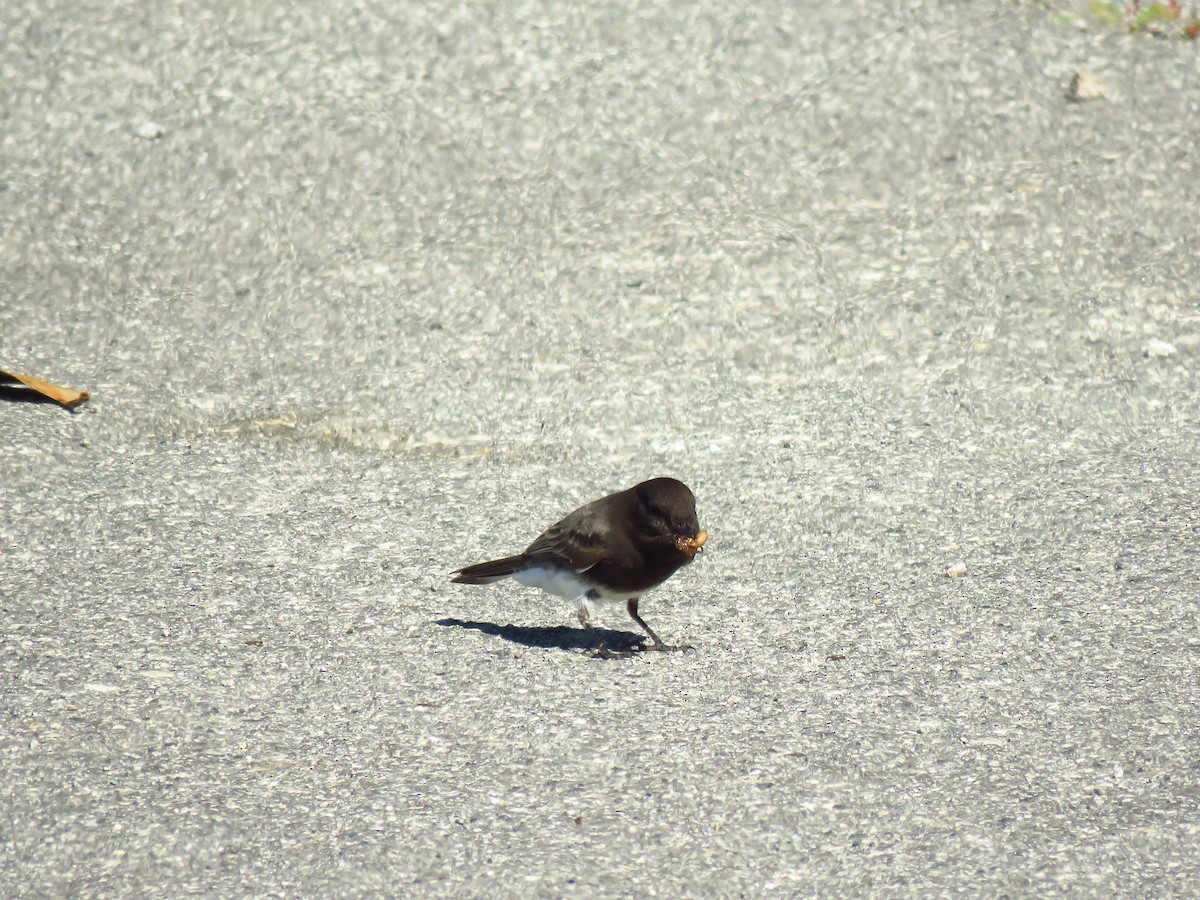 svartfibi (nigricans gr.) - ML644074862