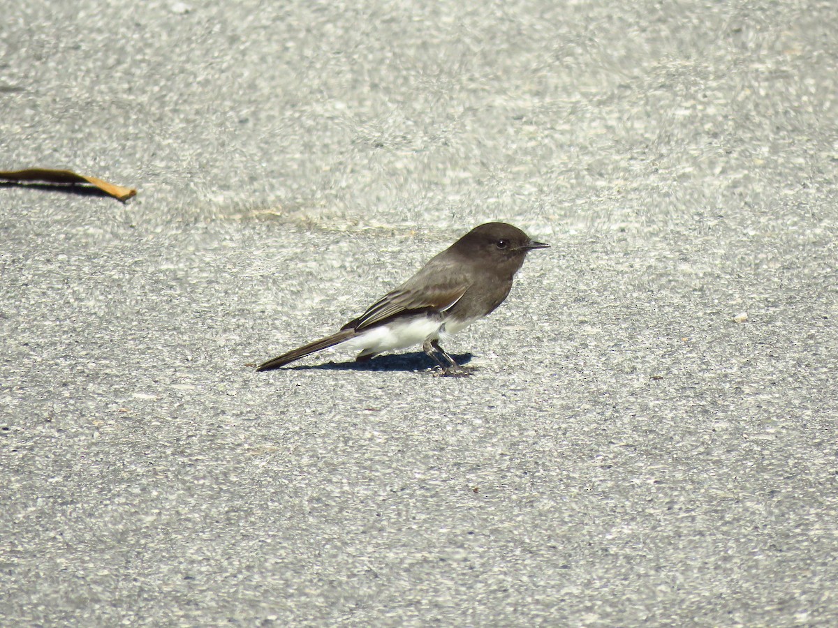 svartfibi (nigricans gr.) - ML644074863