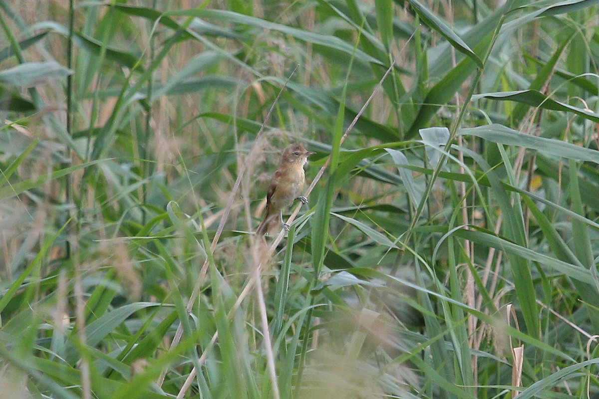 Great Reed Warbler - ML644074873