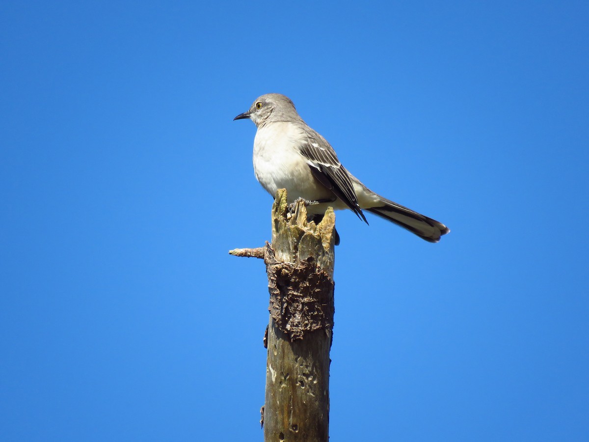 sangspottefugl - ML644074874