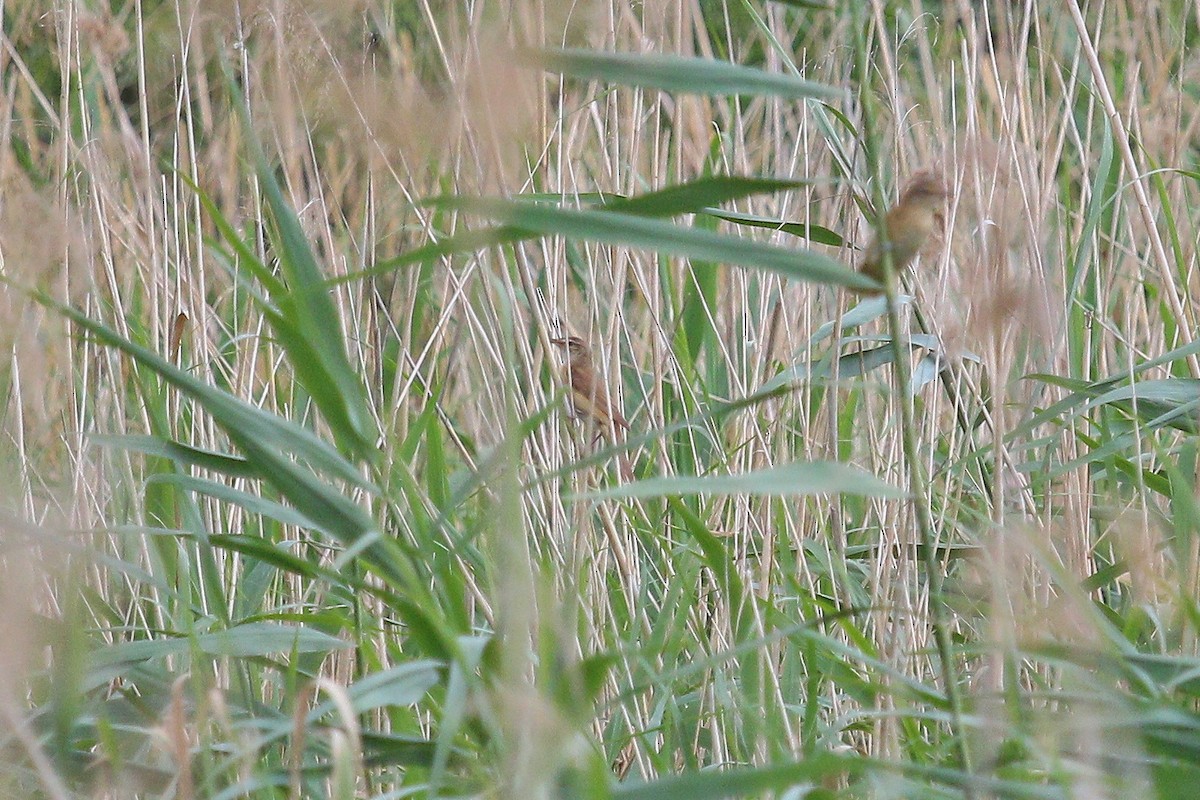 Great Reed Warbler - ML644074875