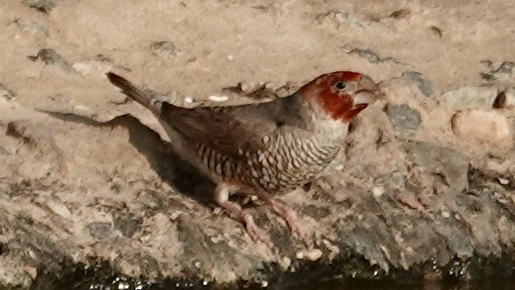 Red-headed Finch - ML644074876