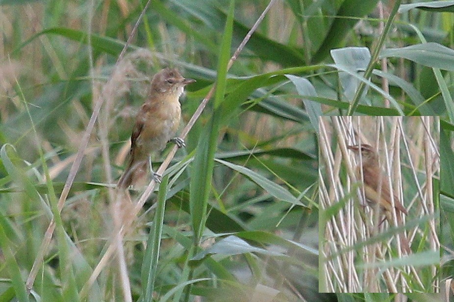 Great Reed Warbler - ML644074877