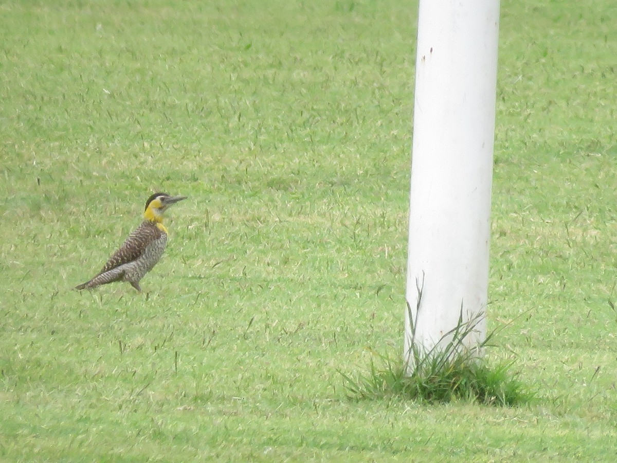 gullmarkspett - ML644074879