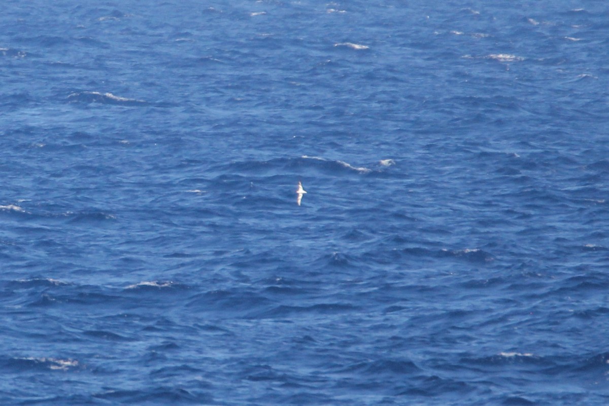 Bonin Petrel - ML644074883