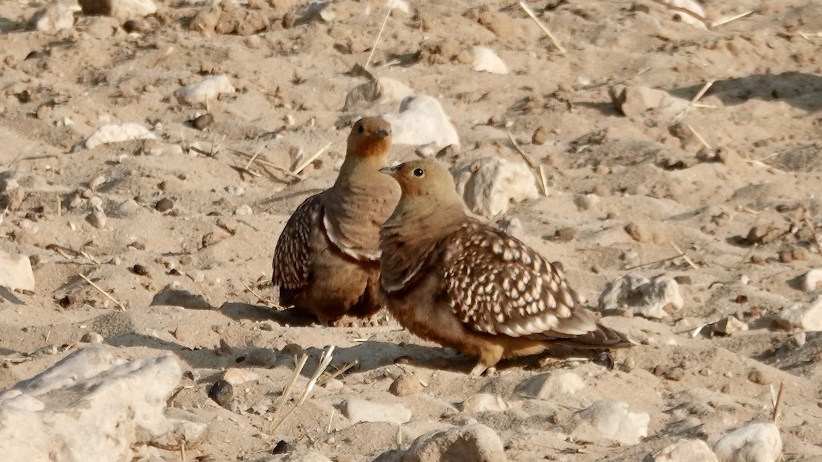 Namaqua Sandgrouse - ML644074893