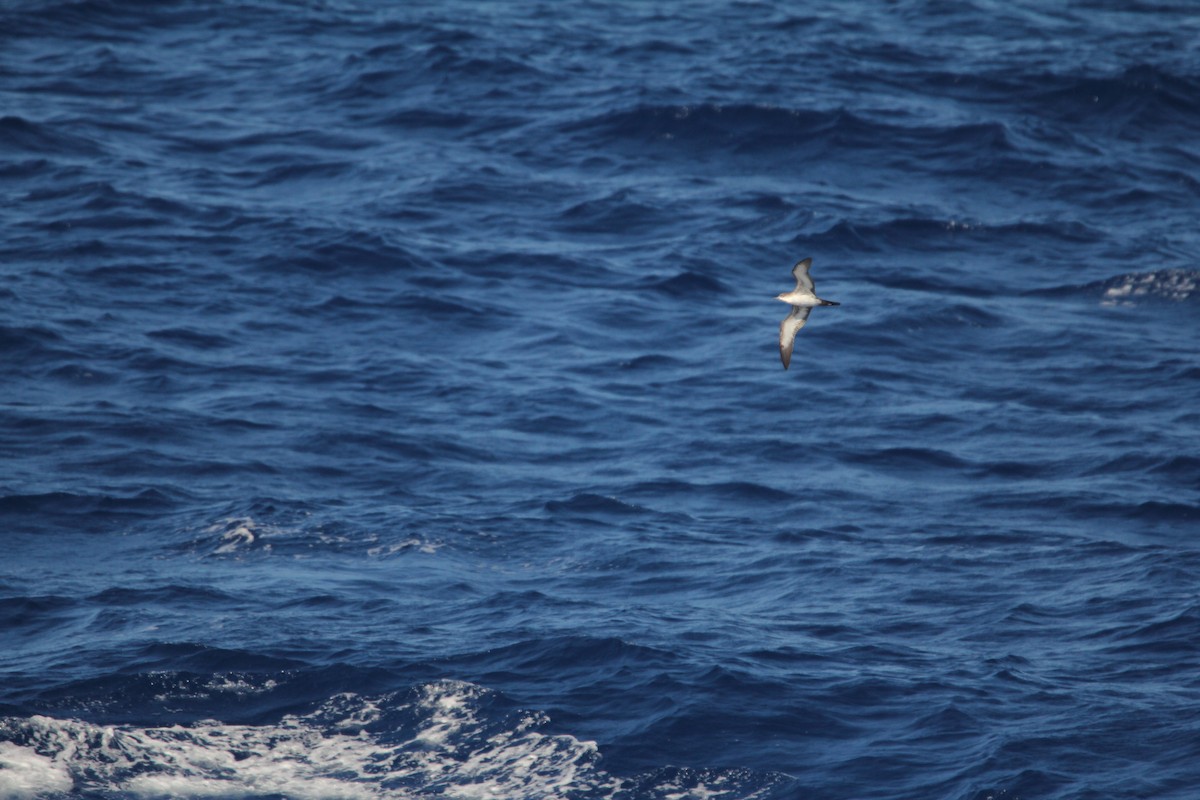 Wedge-tailed Shearwater - ML644074899