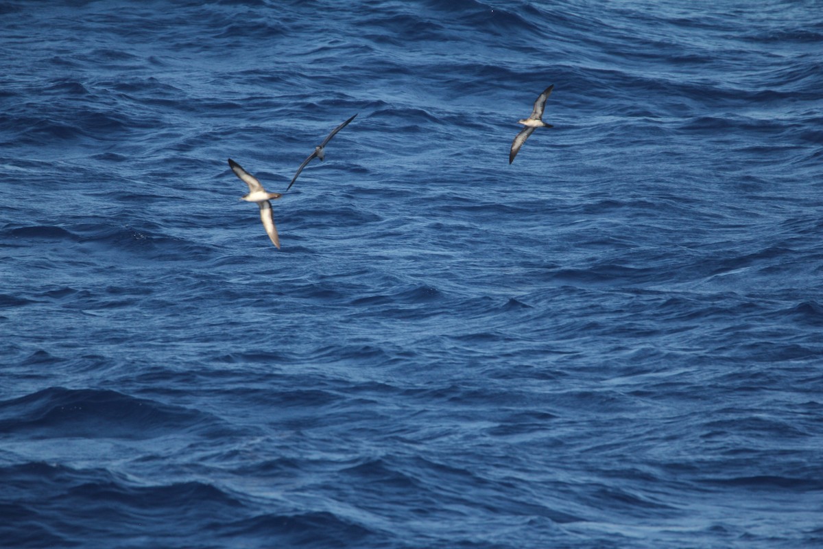 Wedge-tailed Shearwater - ML644074900