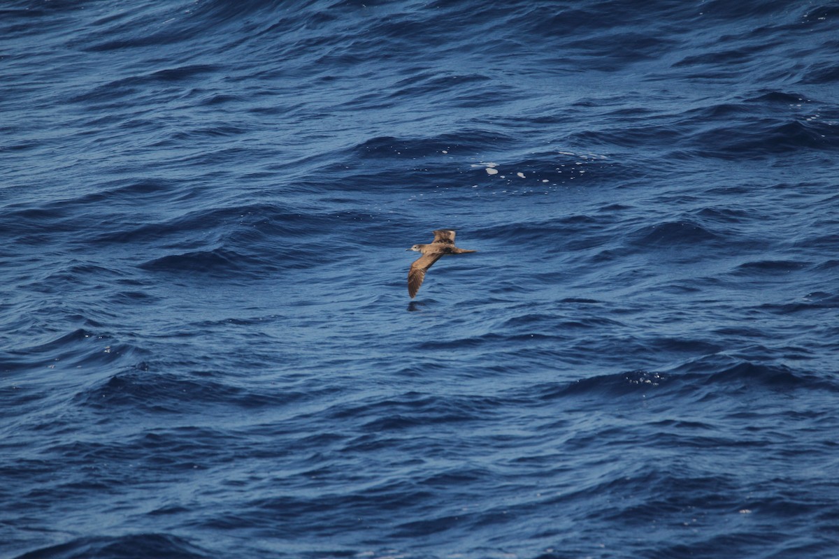 Wedge-tailed Shearwater - ML644074901