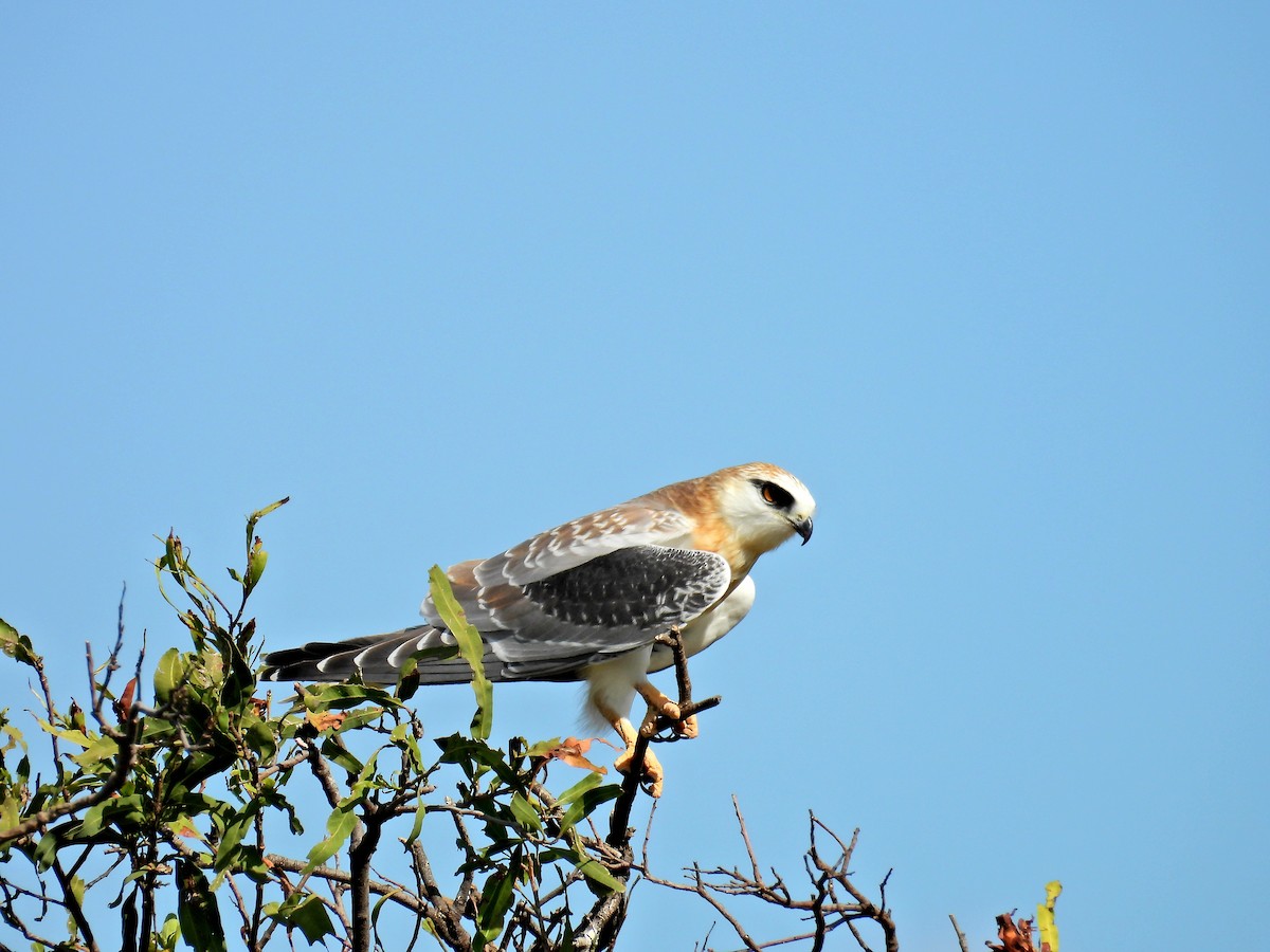 Black-shouldered Kite - ML644074908