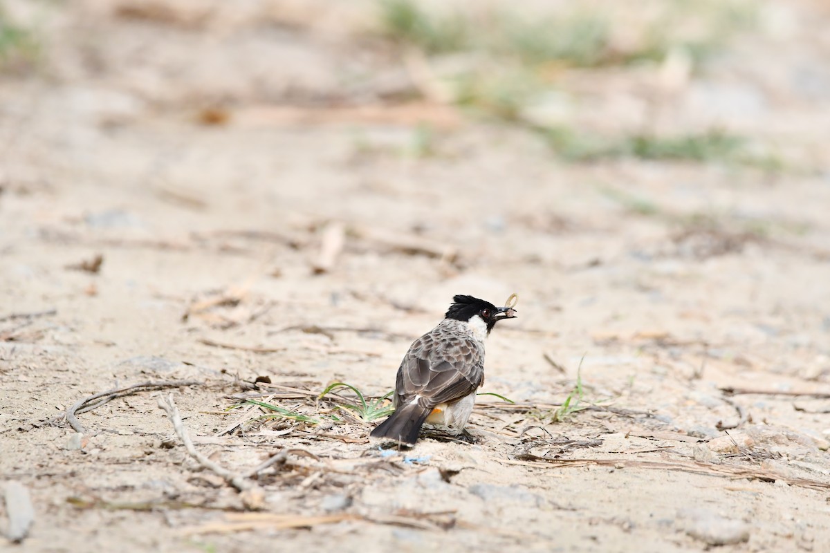 Sooty-headed Bulbul - ML644074916