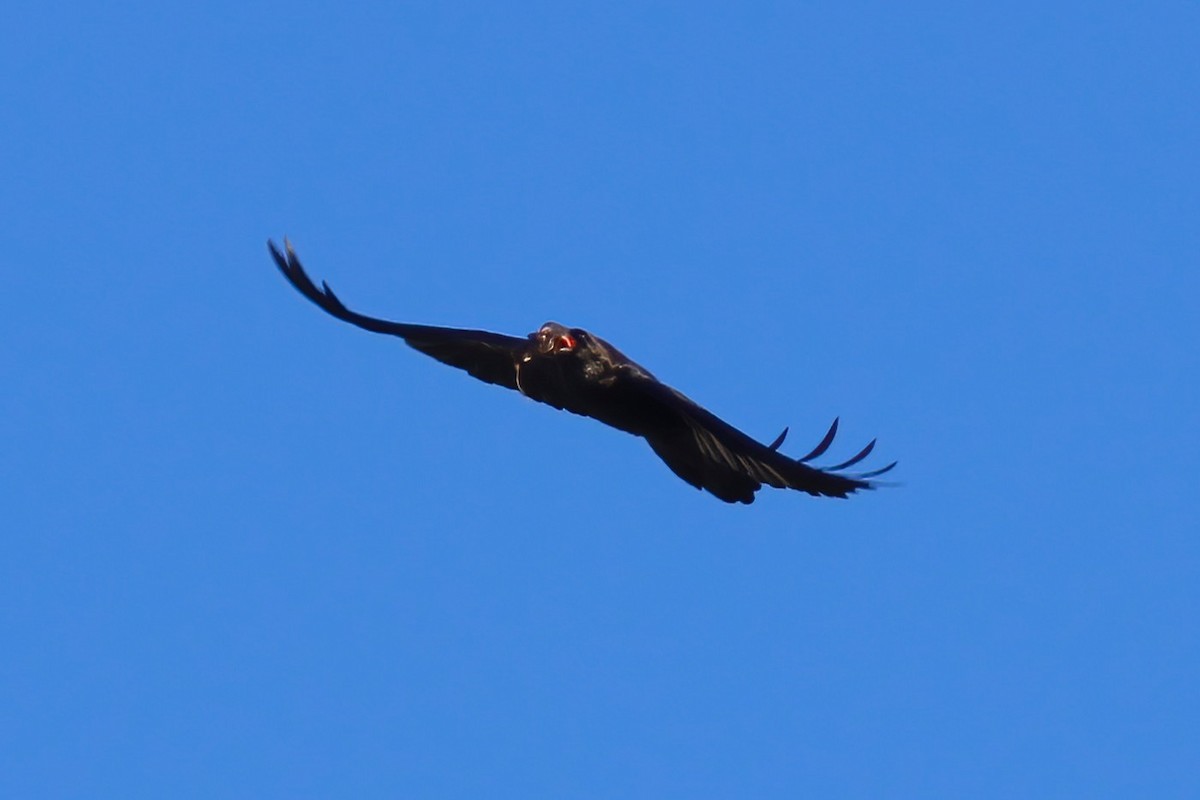 Corbeau brun - ML644074917