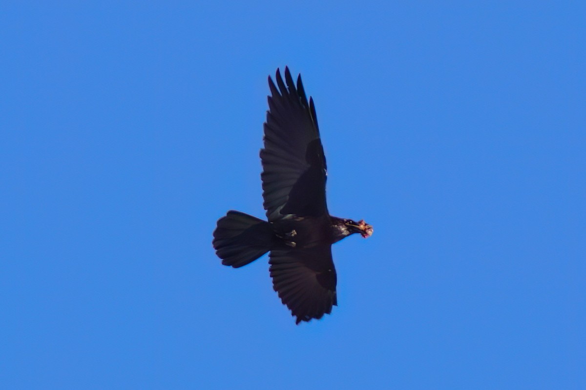 Corbeau brun - ML644074918
