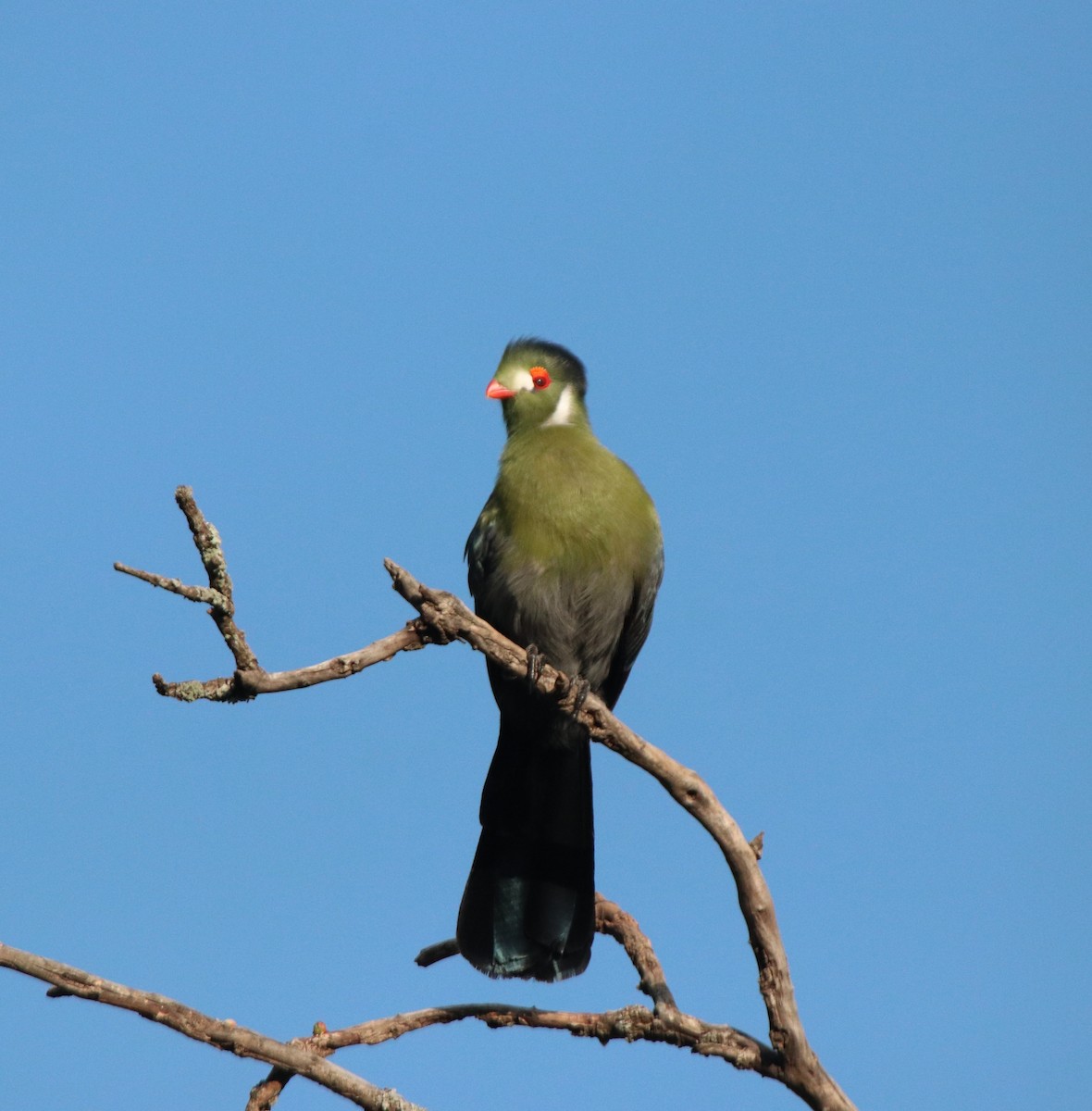 White-cheeked Turaco - ML644074921